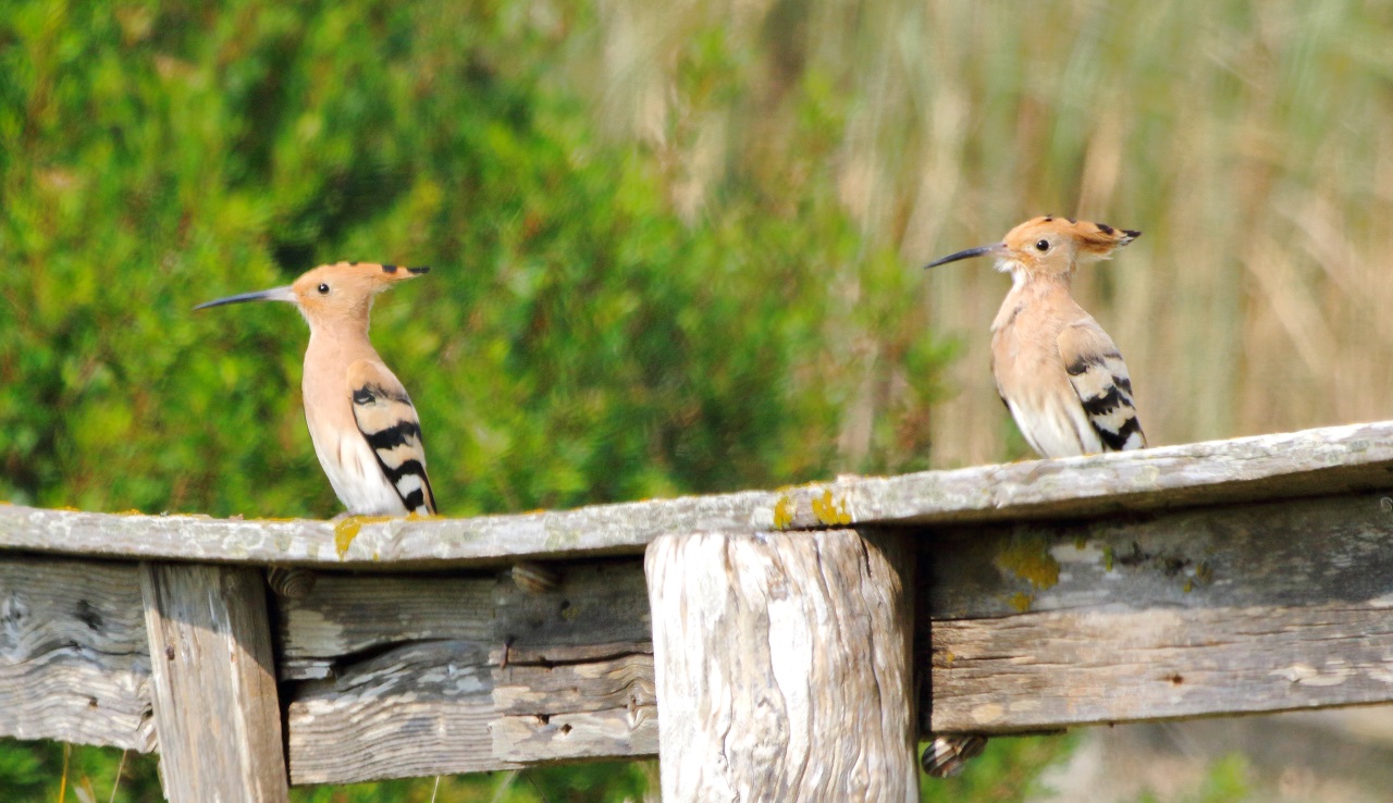 The Eurasian Hoopoe: A fascinating migratory bird species that  - Bild 2