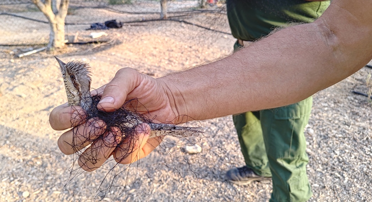 2nd Cyprus Bird Protection Camp Report 2025 - Bild 2