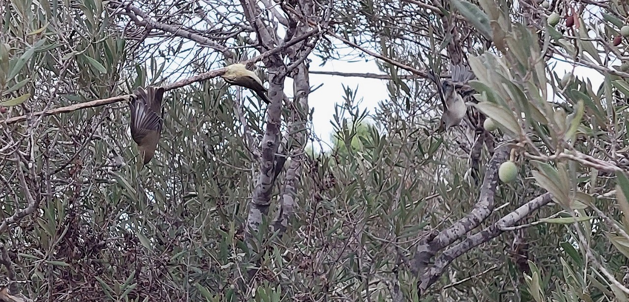 1st Cyprus report: The ongoing massive bird slaughter in autumn - Bild 2