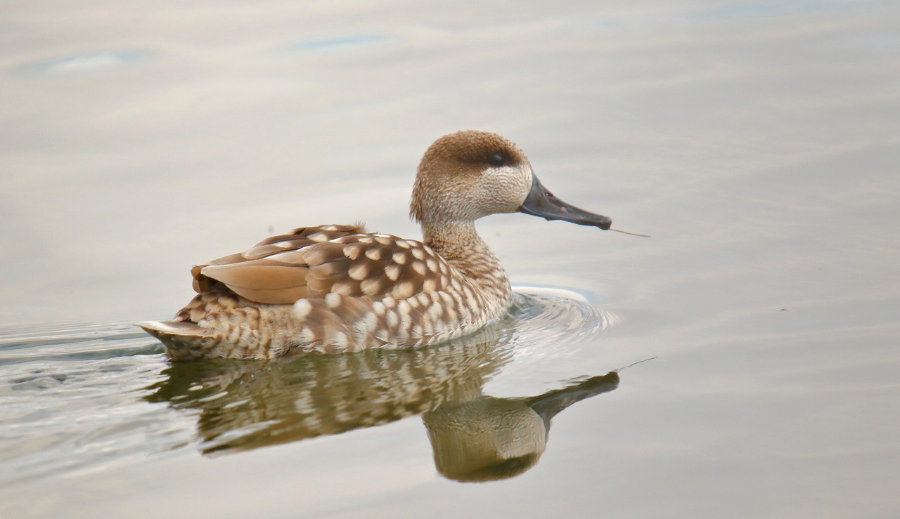 With the financial support of an EU-LIFE18 species protection p - Bild 2