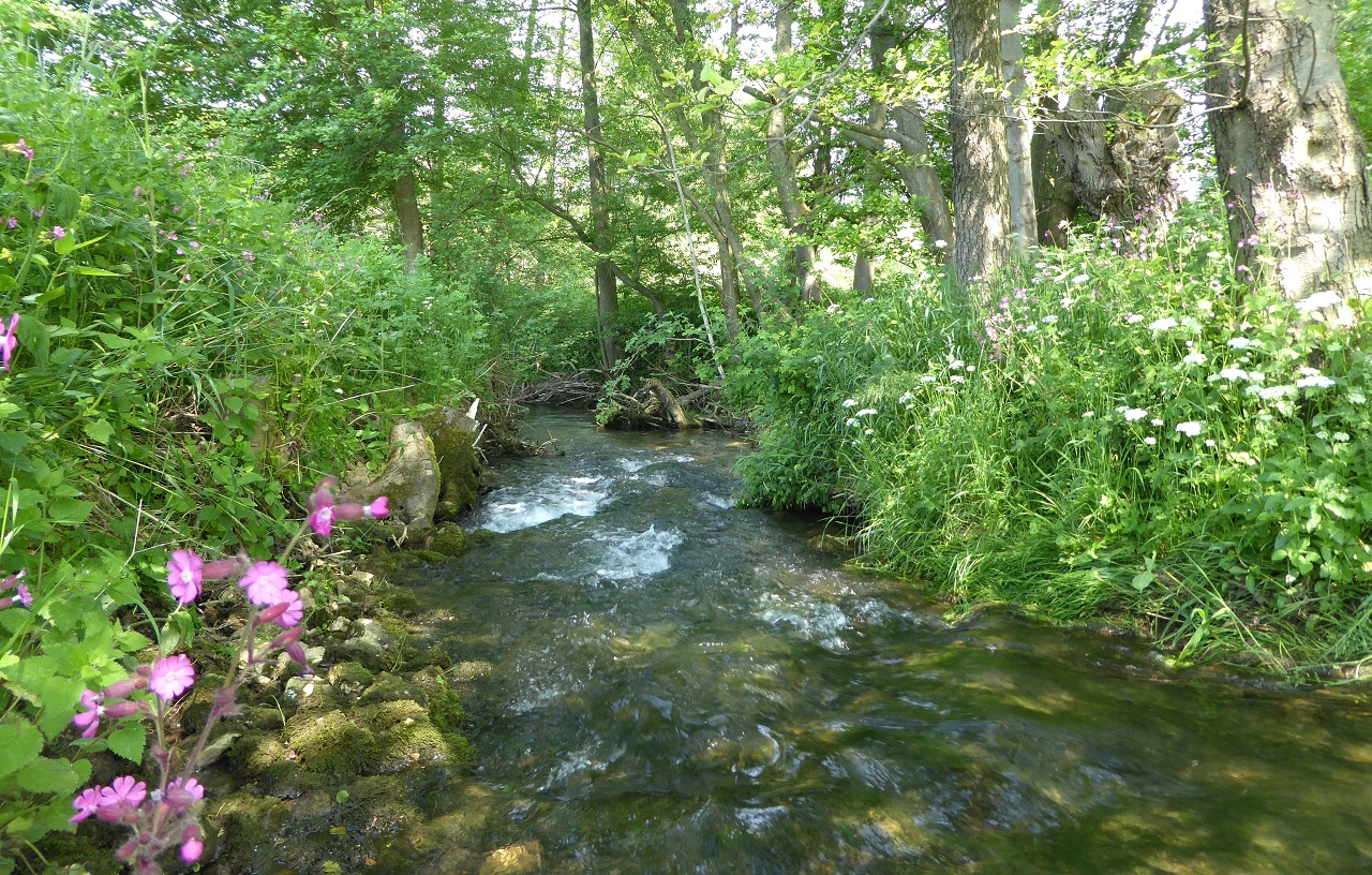 Experiencing the biotope and biodiversity alone and undisturbed - Bild 2