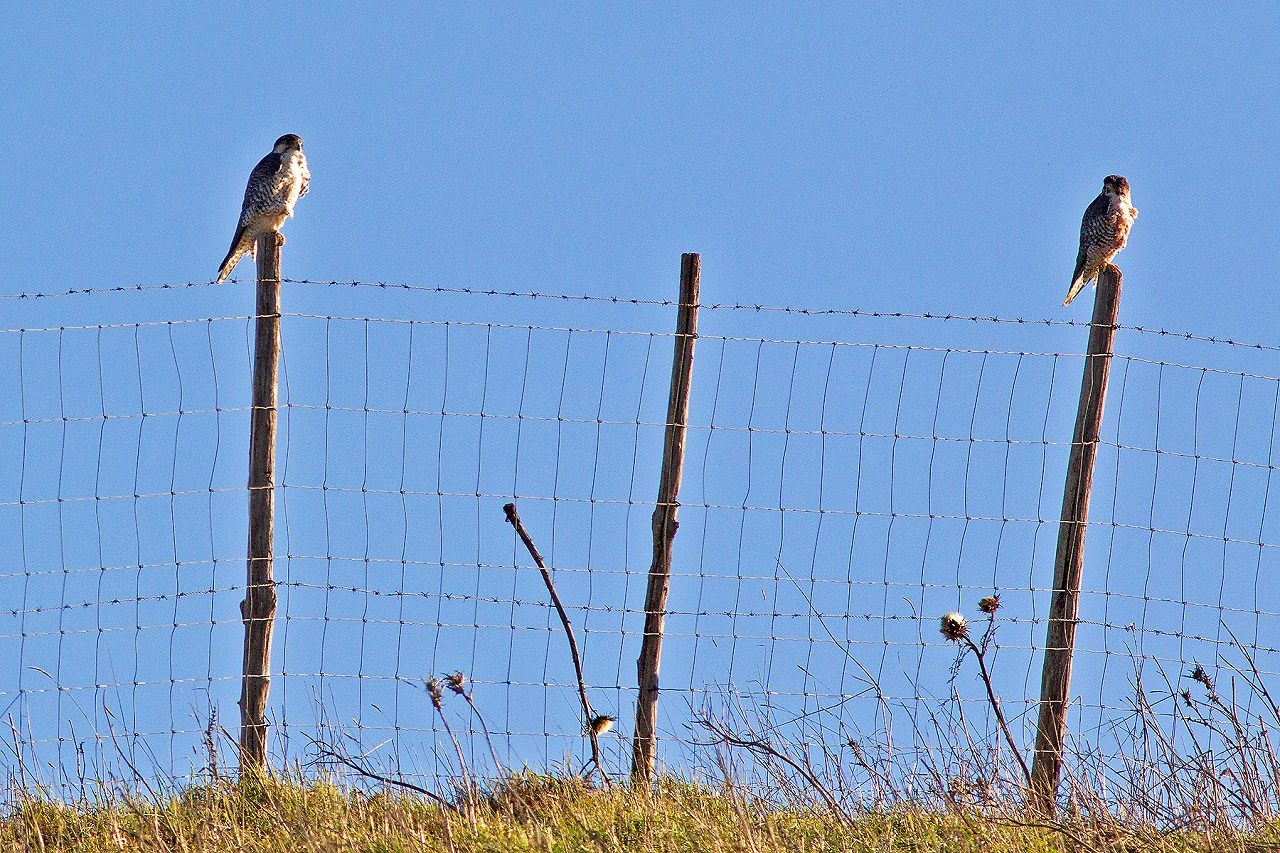 Second report from the Bonelli&rsquo;s Eagle and Lanner Falcon - Bild 3