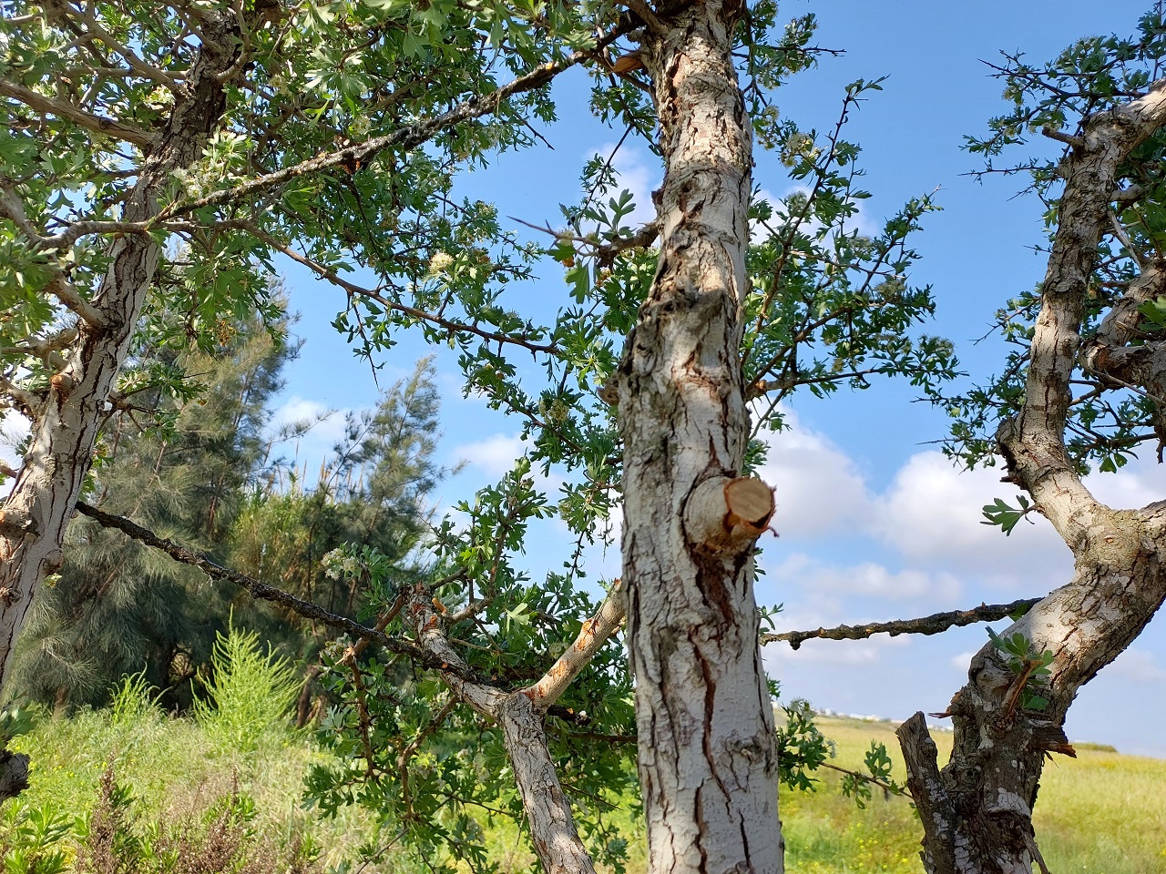 1. Cyprus Spring Bird Protection Camp Report 2024 - Bild 3