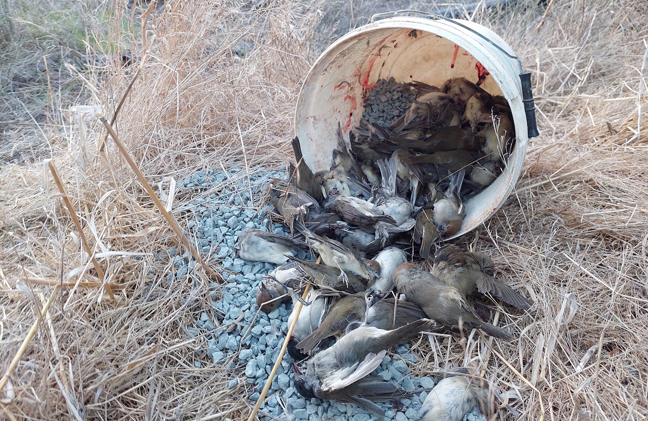 Third Cyprus Autumn Bird Protection Camp Report 2022 - Bild 3