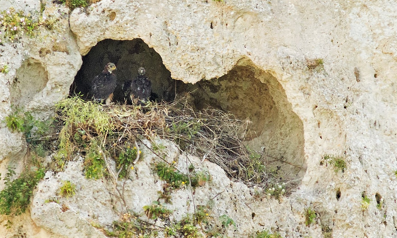 Sizilien: Adlerschutzcamp-Report Fr&uuml;hjahr 2022 - Bild 3