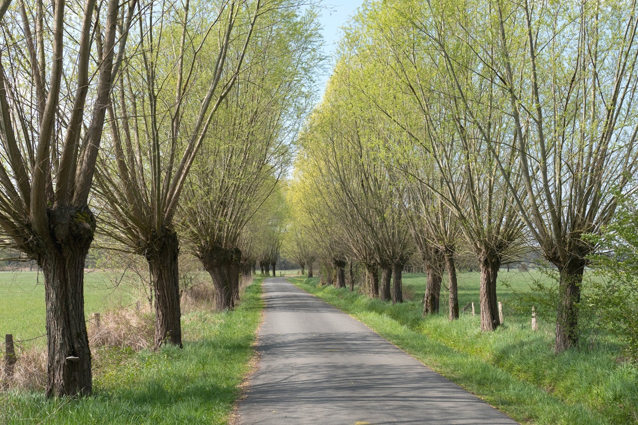 Cutting (pollarding) old willow trees to secure and protect - Bild 3