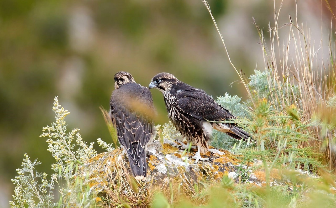 This year's Bonelli's Eagle and Lanner Falcon raptor c - Bild 3