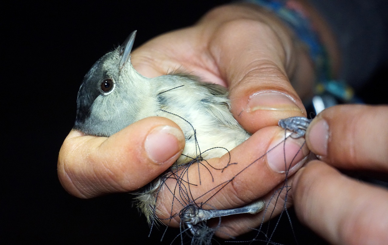 Fifth Report and results of the Cyprus autumn bird protection  - Bild 3