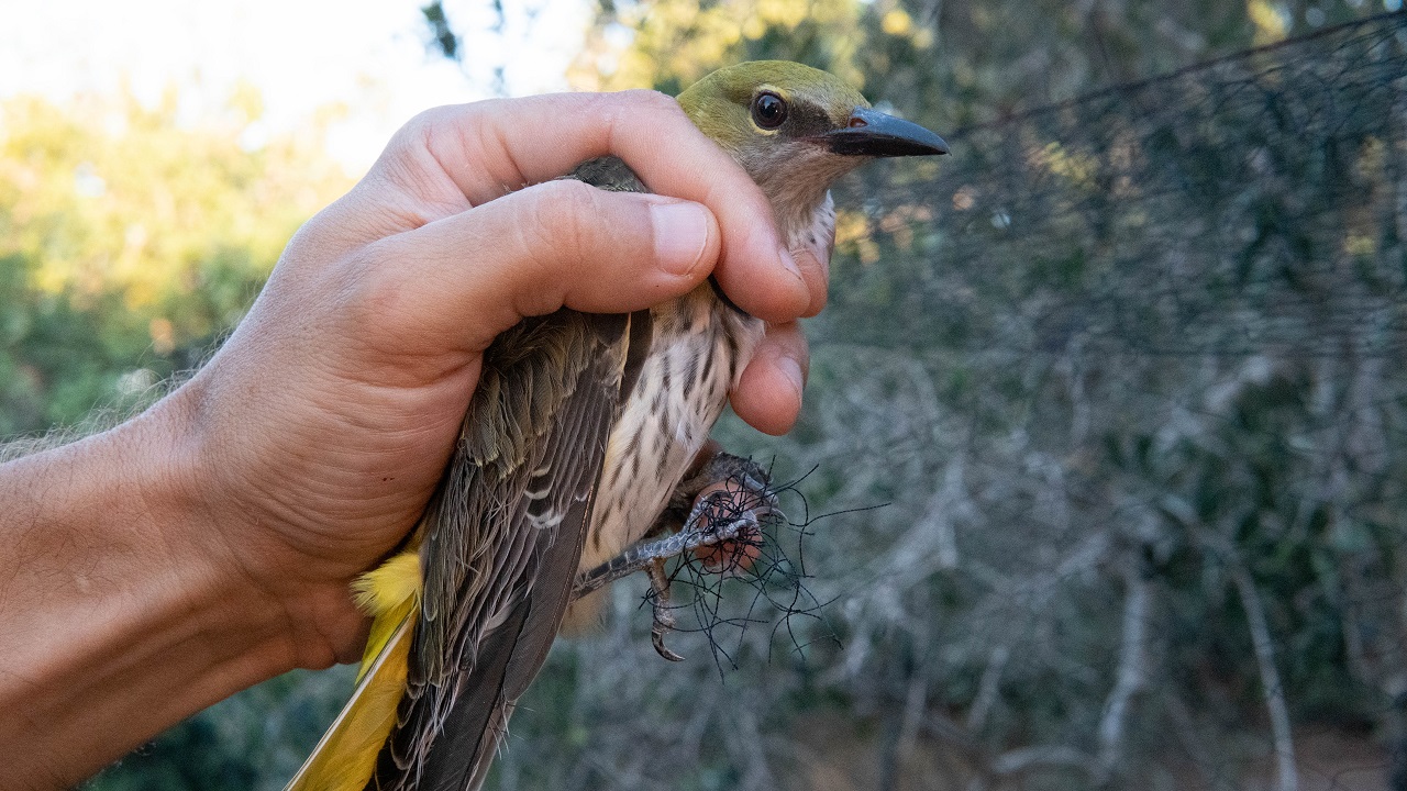 Second Cyprus Autumn Bird Protection Camp Report 2022 - Bild 3