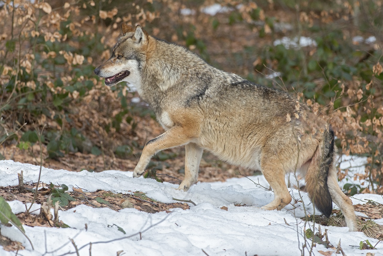 Our heartfelt Christmas and New Year wishes, and sincere th - Bild 3