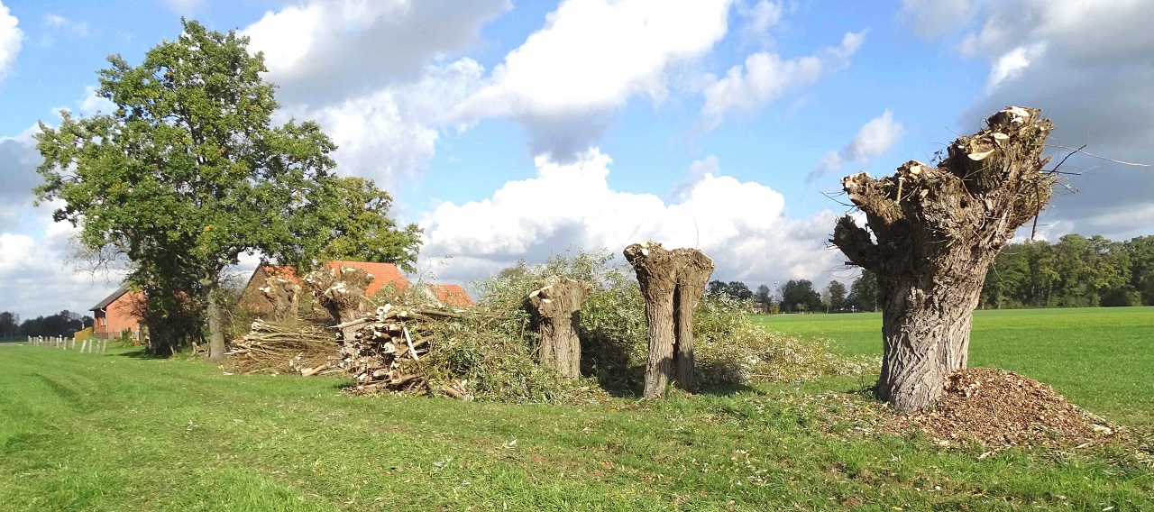 The sustainable conservation and creation of new future breedi - Bild 3