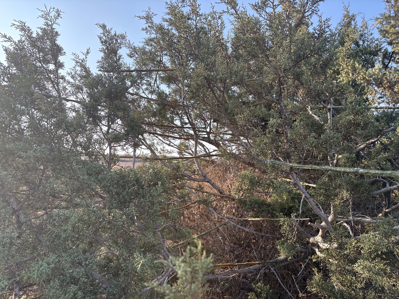 1st Cyprus Autumn Bird Camp Report
This - Bild 3