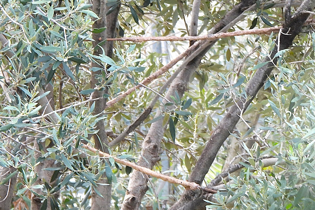 The winter thrush stopover on Cyprus has come to an end &nd - Bild 3