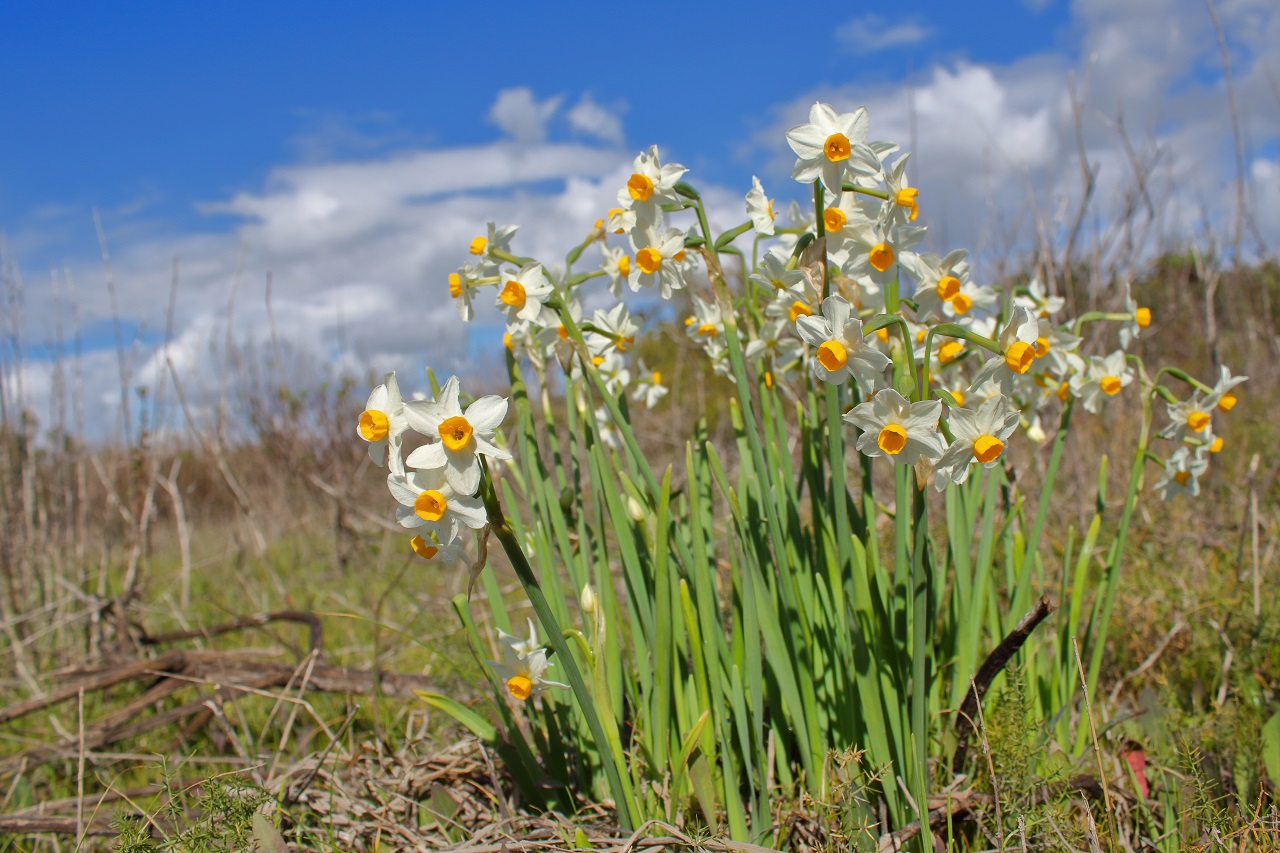 The beginning of April is the height of spring on Sicily, and  - Bild 3