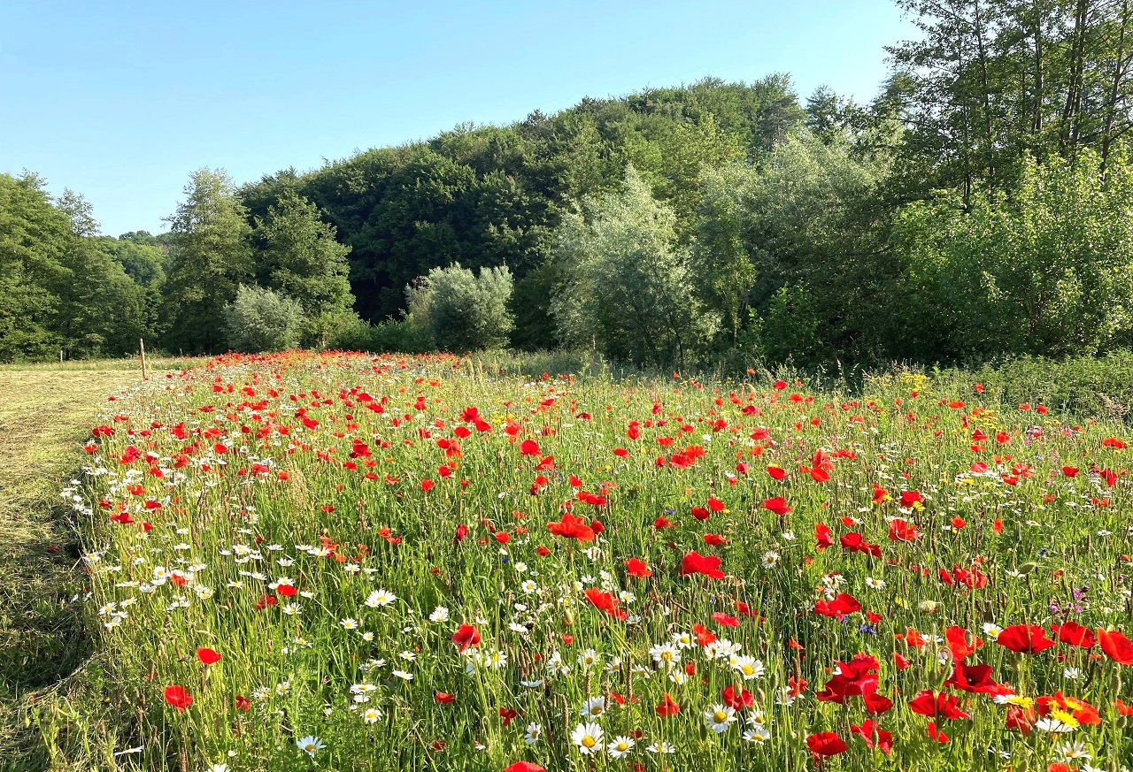 Experiencing the biotope and biodiversity alone and undisturbe - Bild 3