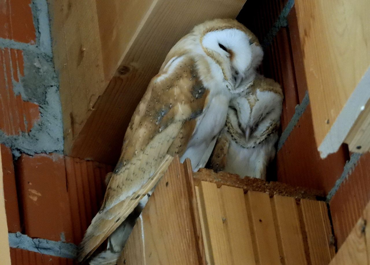 Life begins anew &ndash; awakening from hibernation

With the relative - Bild 2