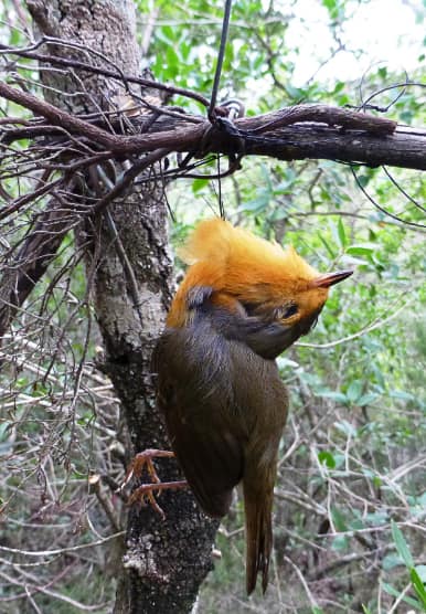 Sardinien-Baumschlingenfalle-getoetetes-Rotkehlchen