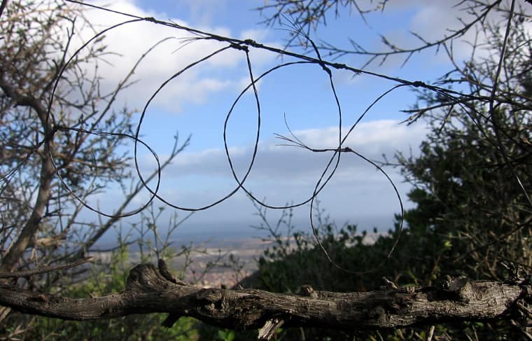 Sardinien-Baumschlingenfalle