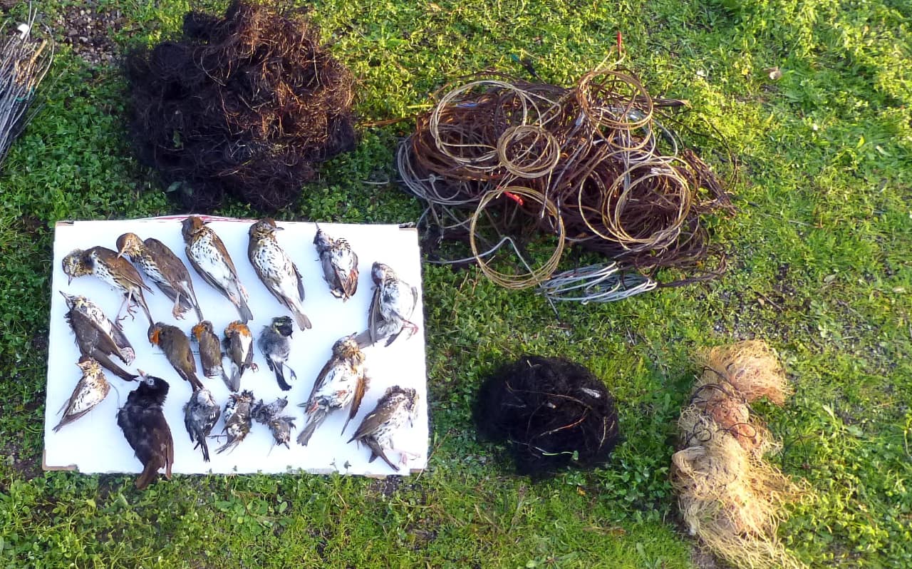 Sardinien-Eingesammelte-Schlingenfallen-und-Singvogelopfer