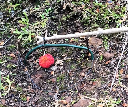 Sardinien-Fangbereite-Bodenschlingenfalle