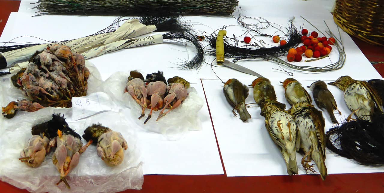 Sardinien-Konfiszierte-Singvogelopfer-und-Fanggeraet