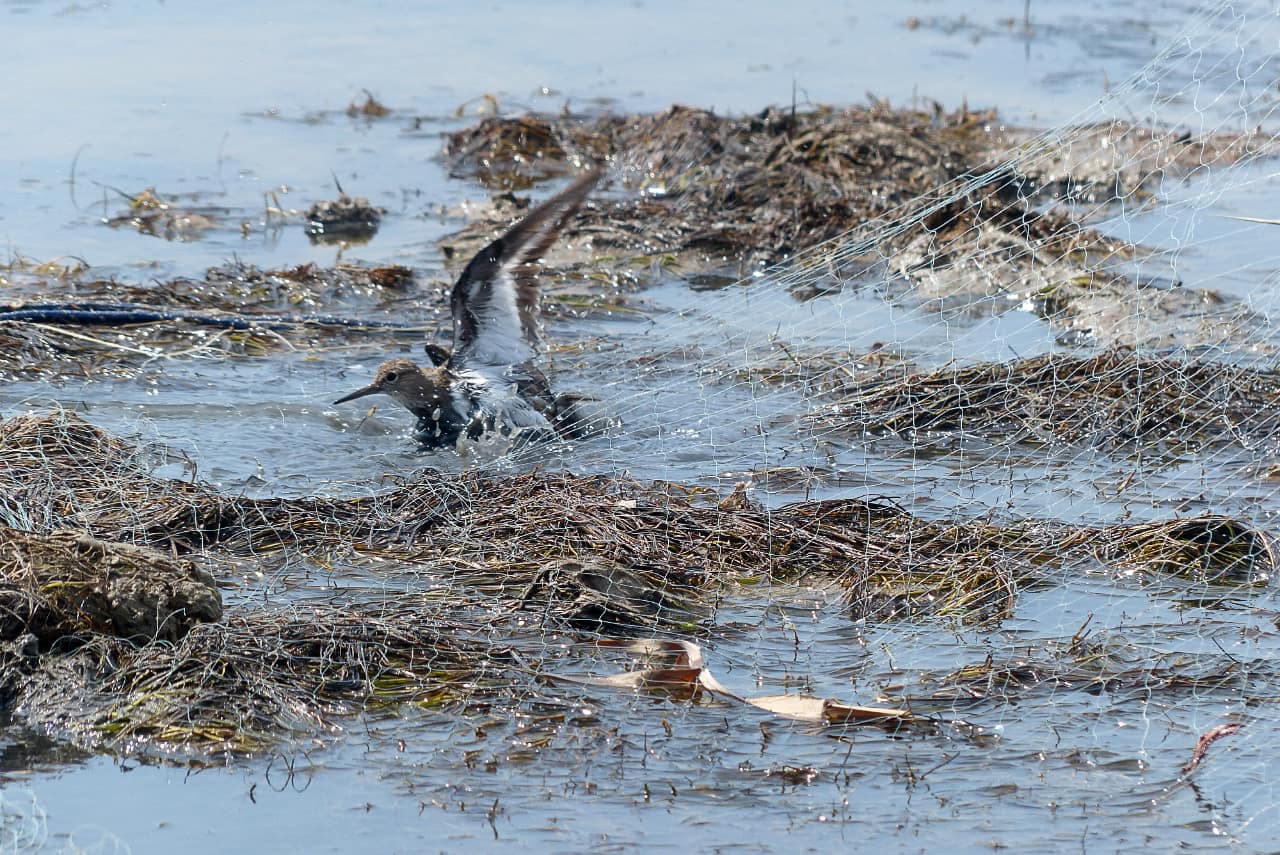 Sizilien-Alpenstrandlaeufer-in-Fangnetz