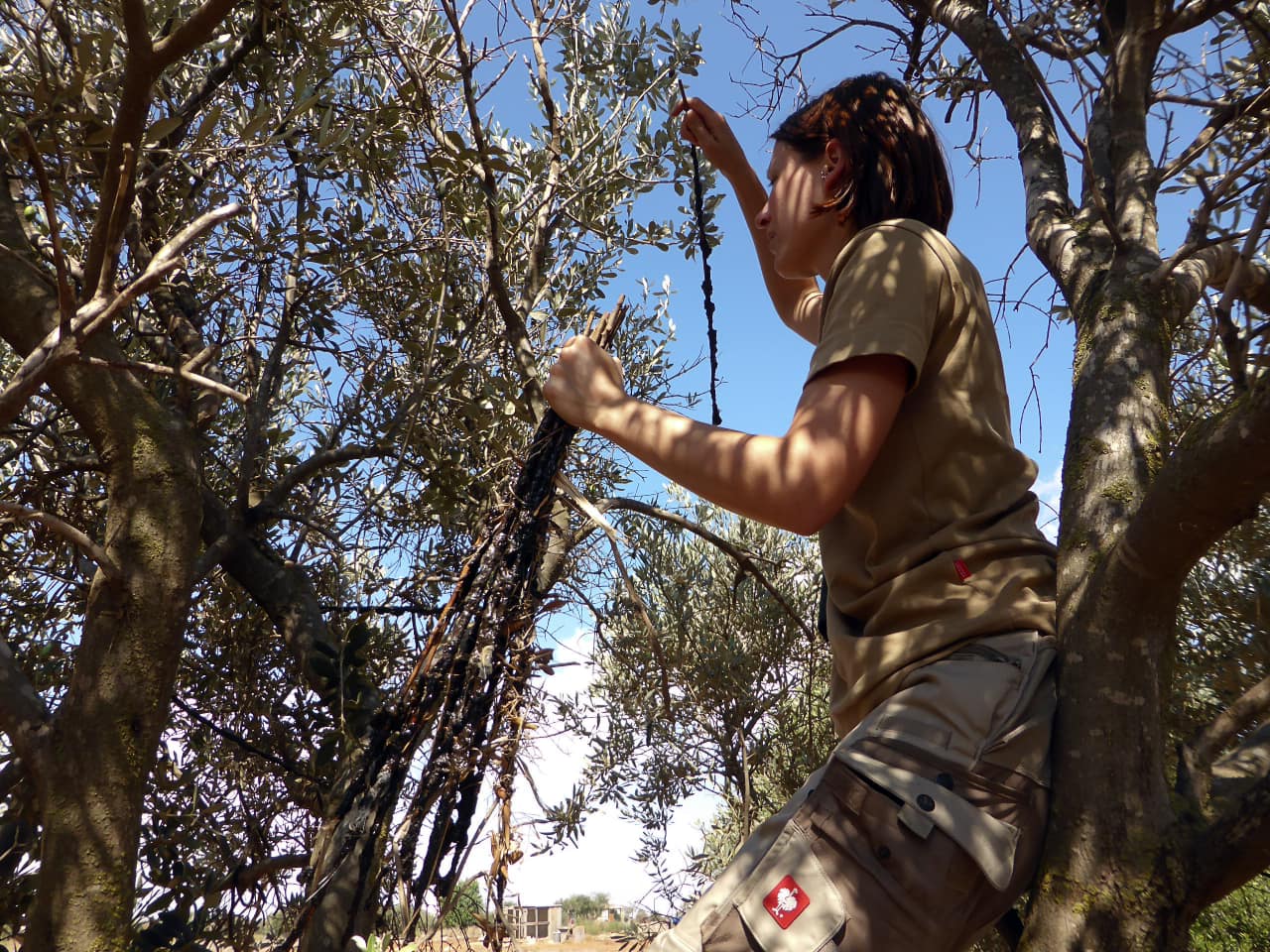 Zypern-Abbau-Leimrutenfangplatz