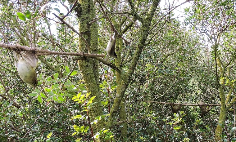 Zypern-An-Leimruten-gefangene-Singvögel