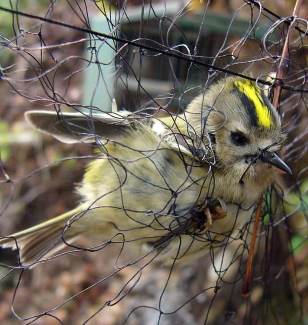 Zypern-Goldhaehnchen-im-Fangnetz