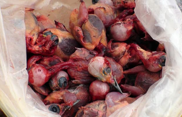 Zypern-Kuehlschrank-Singvogelopfer