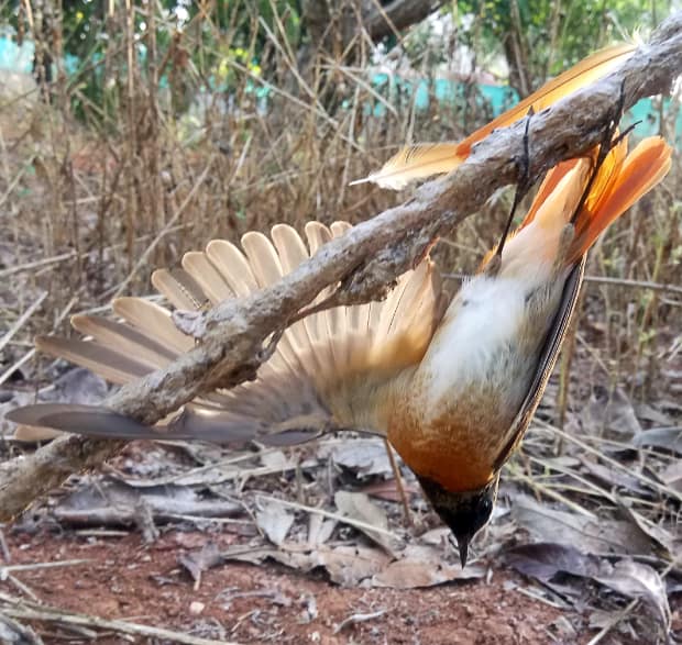 Zypern-Leimrute-gefangener-Gartenrotschwanz