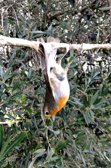 Zypern-Rotkehlchen-an-Leimrute