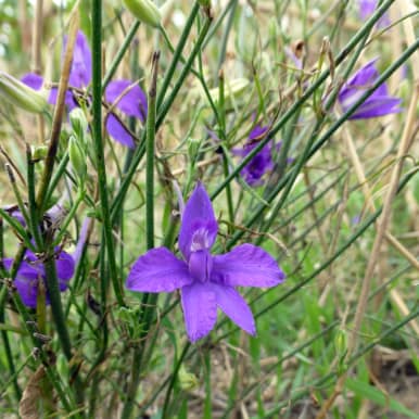 Field Larkspur