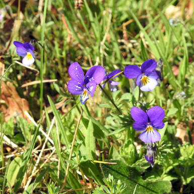 European field pansy