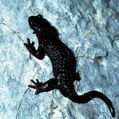Alpine Salamander