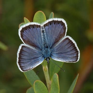 Silver-studded Blue