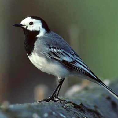 Pied Wagtail