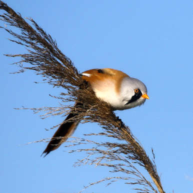 Bearded Reedling