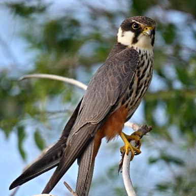 Eurasian Hobby