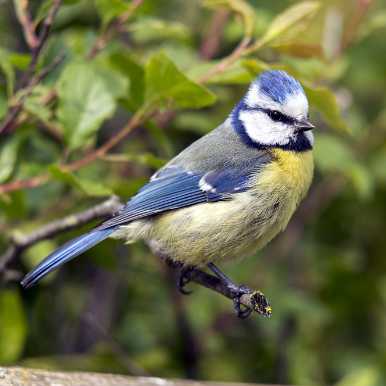 Blue Tit
