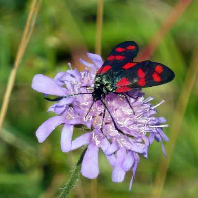 Six-spot Burnet