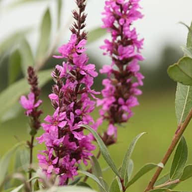 Purple Loosestrife