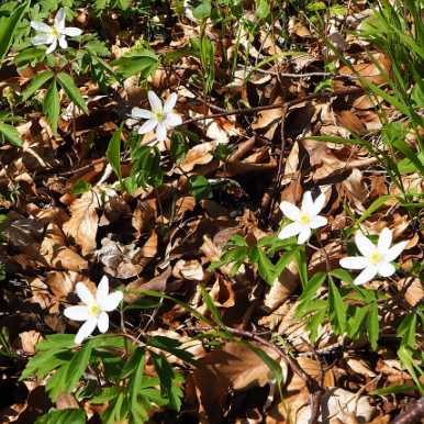 Wood Anemone