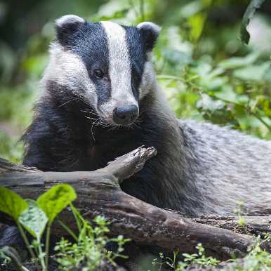 European Badger