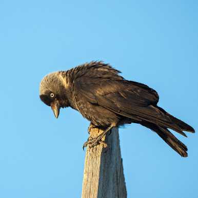 Eurasian Jackdaw