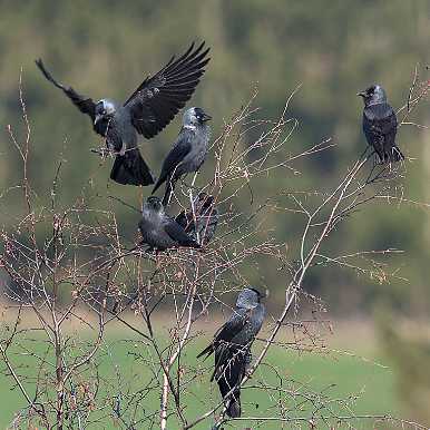 Eurasian Jackdaws