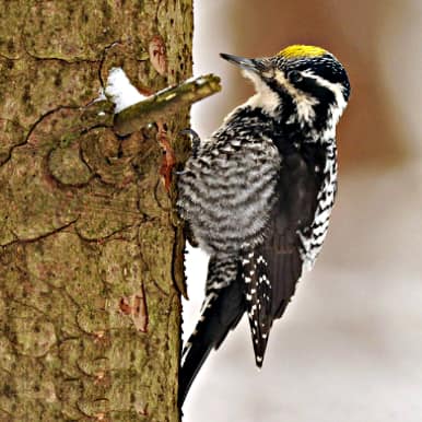 Eurasian Three-toed Woodpecker
