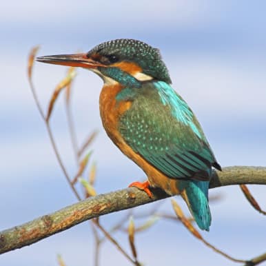 Common Kingfisher
