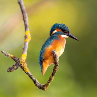 Common Kingfisher