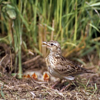 Eurasian Skylark